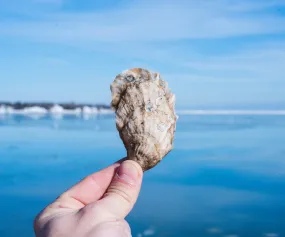 Northern Cross Oysters from Fisherman’s Island, VA